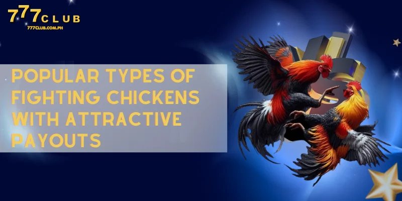 popular types of fighting chickens with attractive payouts