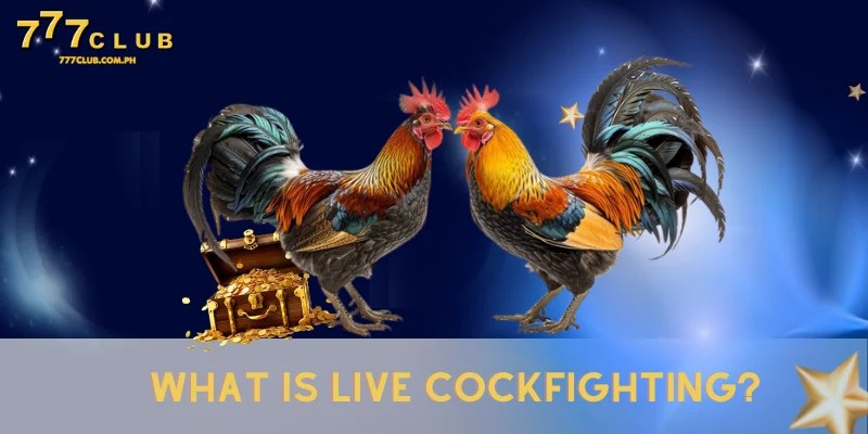 what is live cockfighting