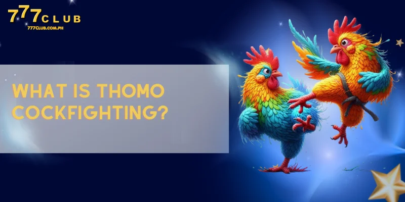 what is thomo cockfighting